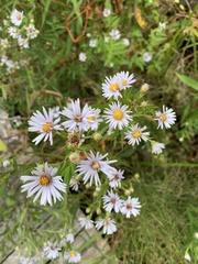 Symphyotrichum firmum