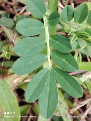 Indigofera hendecaphylla