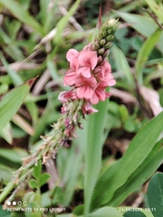 Indigofera hendecaphylla