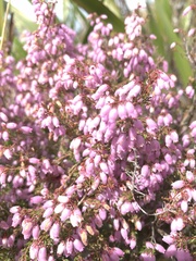 Erica hirtiflora