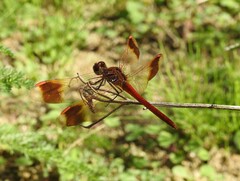 Sympetrum pedemontanum elatum