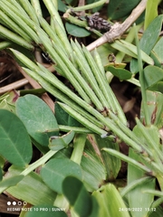 Indigofera hendecaphylla