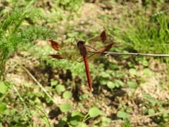 Sympetrum pedemontanum elatum