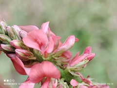 Indigofera hendecaphylla