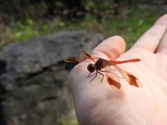 Sympetrum pedemontanum elatum