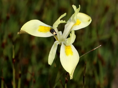 Moraea angusta