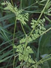 Chaerophyllum temulum