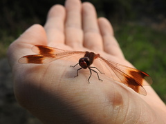 Sympetrum pedemontanum elatum