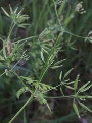 Chaerophyllum temulum