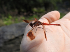 Sympetrum pedemontanum elatum