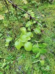 Cypripedium reginae