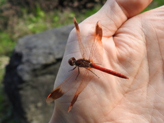 Sympetrum pedemontanum elatum