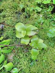 Cypripedium reginae
