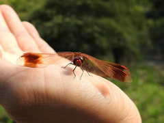 Sympetrum pedemontanum elatum
