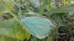 Ascia monuste monuste