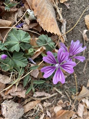 Malva sylvestris