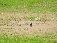 Tachycineta leucorrhoa