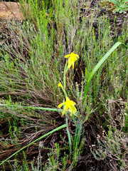 Moraea spathulata