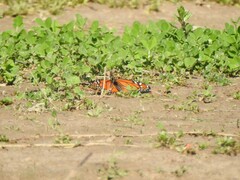 Danaus erippus