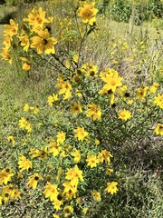 Bidens trichosperma