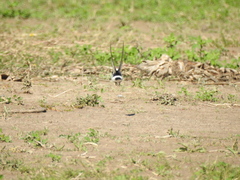 Tachycineta leucorrhoa