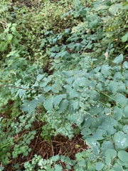 Thalictrum dasycarpum