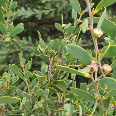 Harpobittacus similis