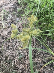 Cyperus echinatus