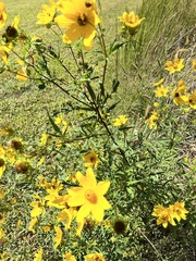 Bidens trichosperma