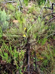 Moraea spathulata