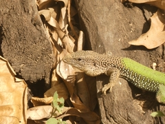 Ameiva ameiva