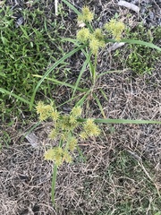 Cyperus echinatus