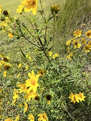 Bidens trichosperma