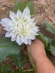 Dahlia