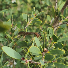 Harpobittacus similis