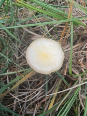 Bolbitius