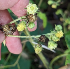 Polymnia canadensis