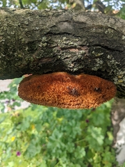 Coriolopsis gallica