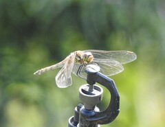 Sympetrum frequens