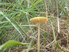 Bolbitius