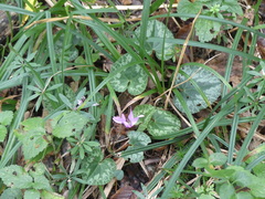 Cyclamen purpurascens