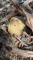 Neolentinus ponderosus