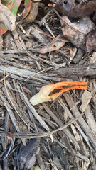 Pseudocolus fusiformis