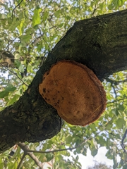 Coriolopsis gallica