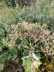 Arnoglossum atriplicifolium