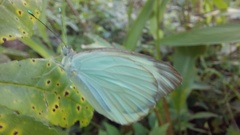 Ascia monuste monuste