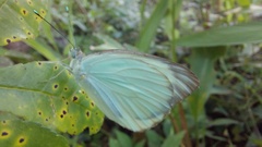 Ascia monuste monuste