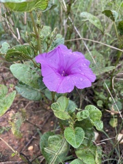 Ipomoea asarifolia