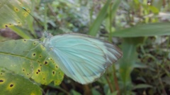 Ascia monuste monuste