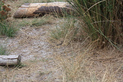 Trachylepis capensis